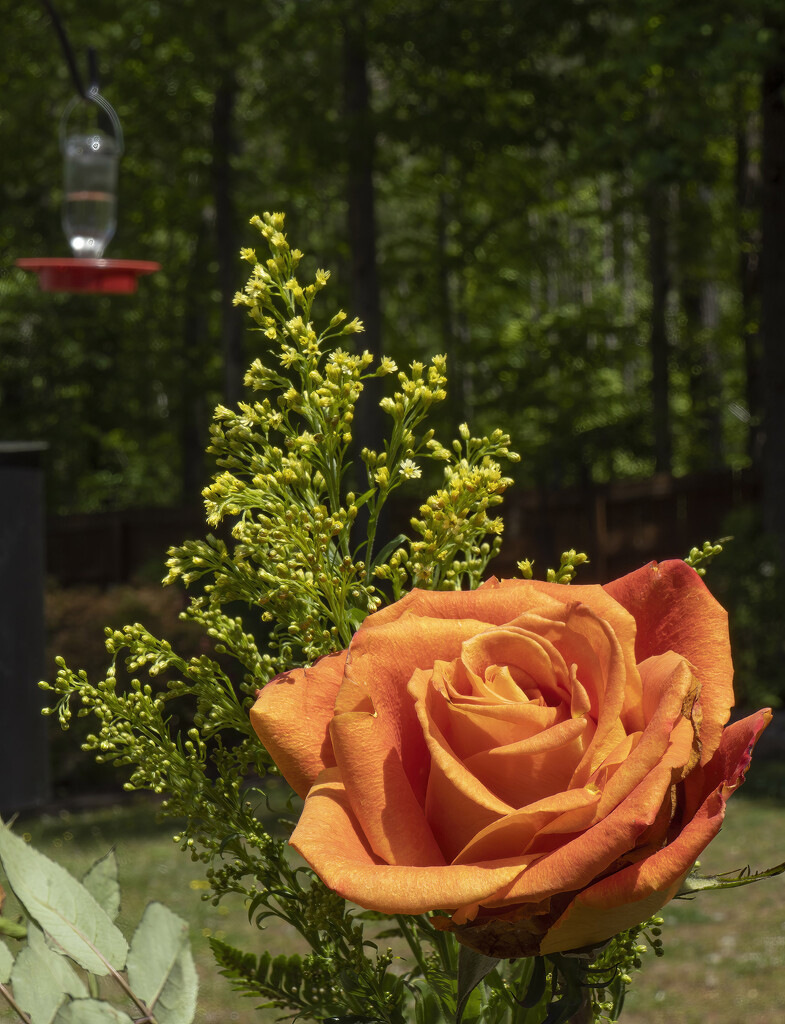 Rose Asters and Humminbird Feeder by k9photo