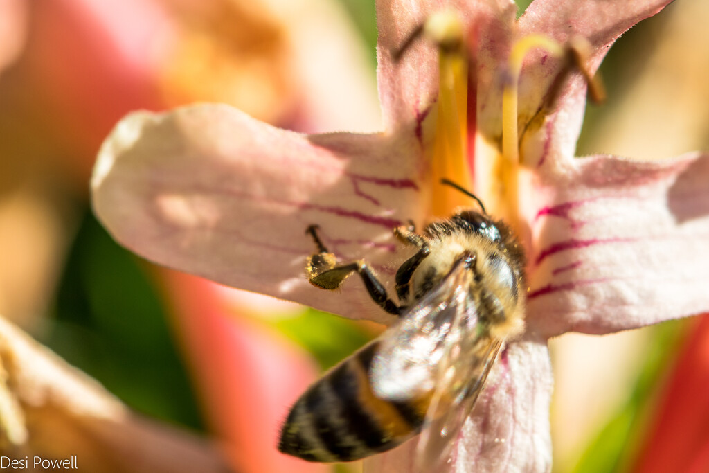 Honey Bee by seacreature