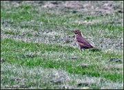 28th Apr 2022 - Song thrush in the field