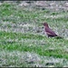 Song thrush in the field by rosiekind