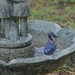 Bluejay bathing by patriciabanner