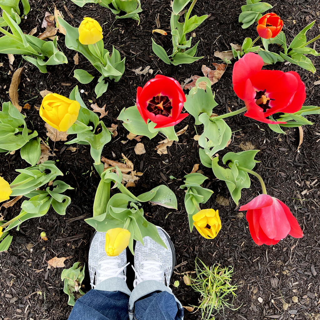 Tiptoeing Through The Tulips by yogiw