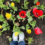 22nd Apr 2022 - Tiptoeing Through The Tulips