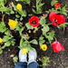 Tiptoeing Through The Tulips by yogiw