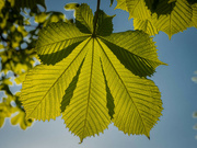 28th Apr 2022 - Chestnut leaf