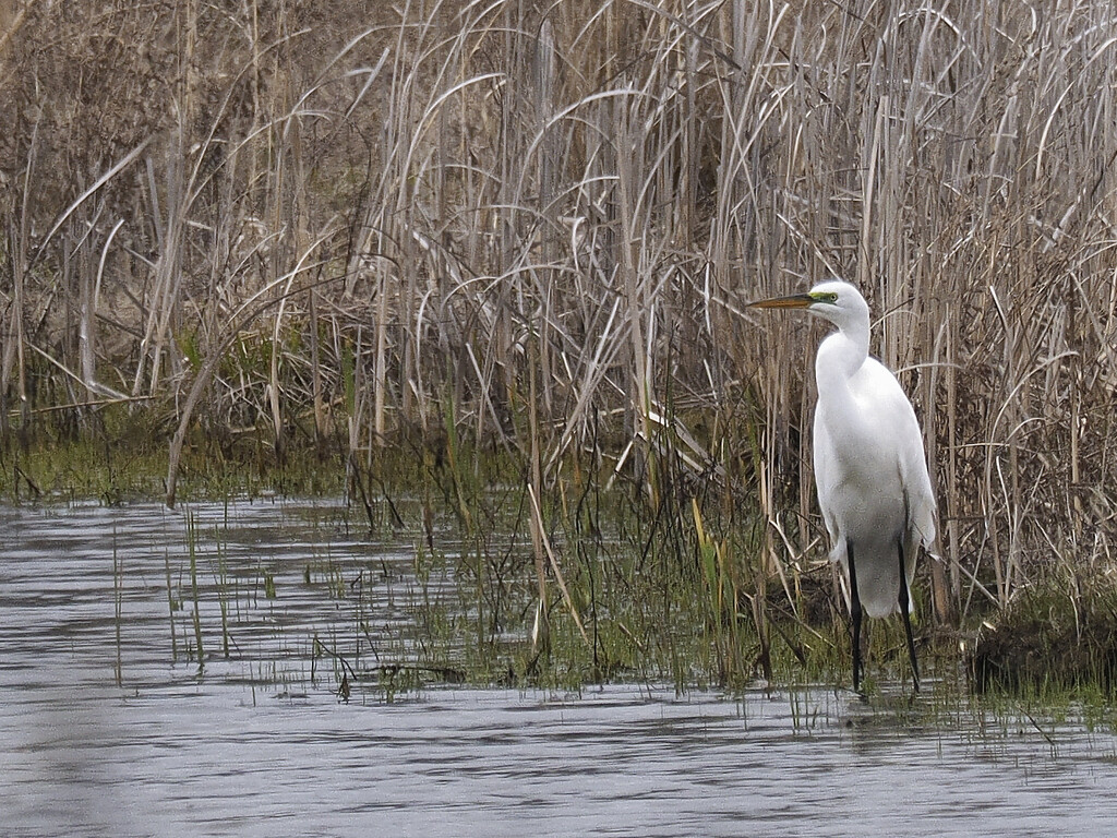 great egret by rminer