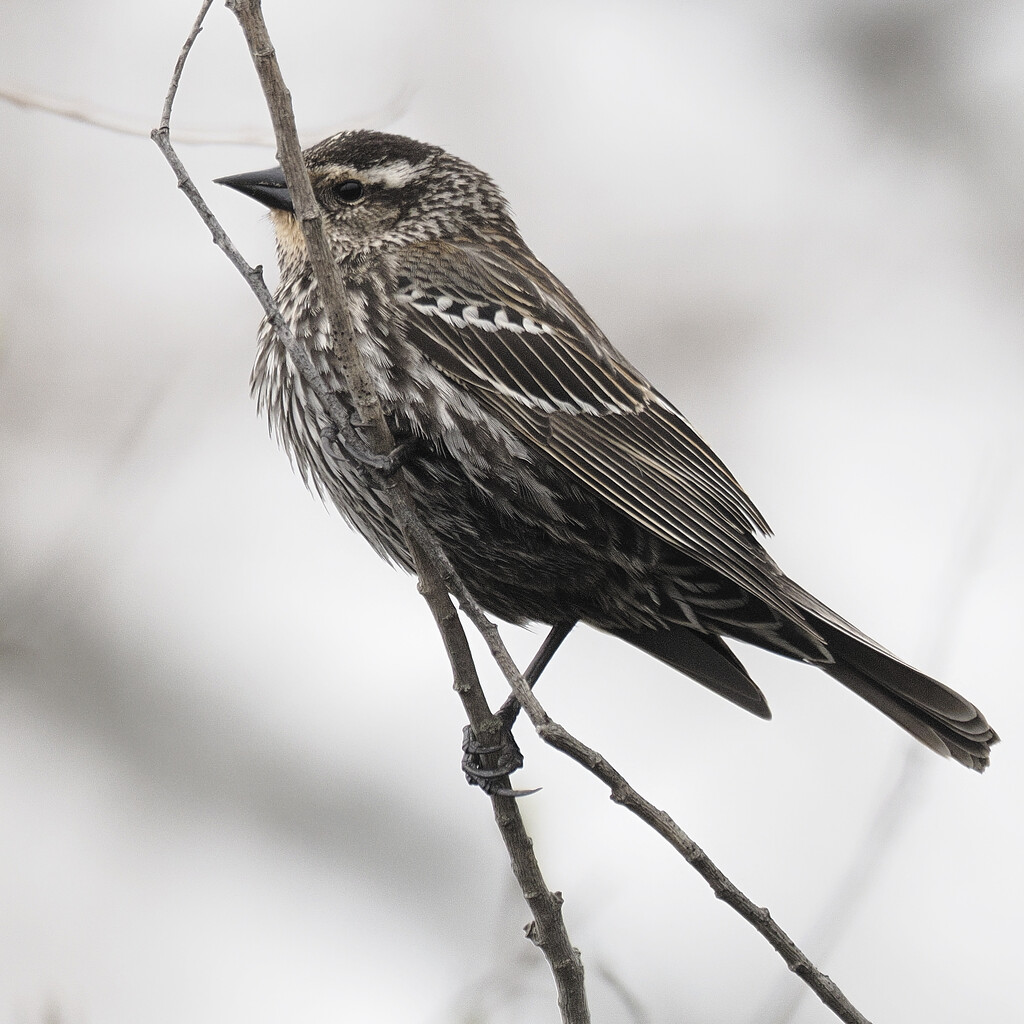 female red-winged blackbird by rminer