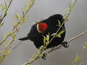 28th Apr 2022 - red-winged blackbird