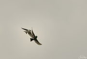 28th Apr 2022 - Swallow Mating Dance 