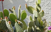 28th Apr 2022 - Life is like a Cacti - thorny but  beautiful 