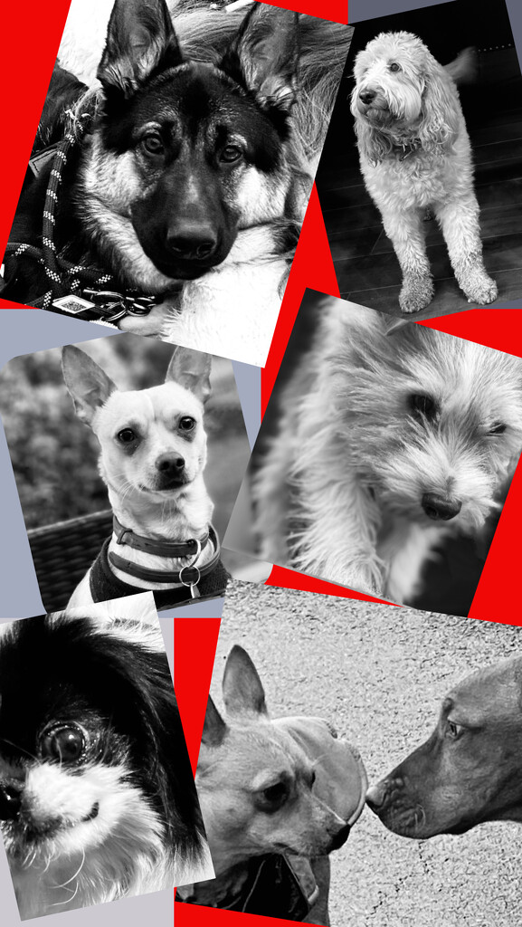 Doggie Collage  by rensala