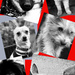 Doggie Collage  by rensala