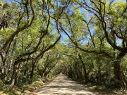 28th Apr 2022 - Avenue of live oaks, Botany Bay, South Carolina