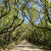 Avenue of live oaks, Botany Bay, South Carolina by congaree
