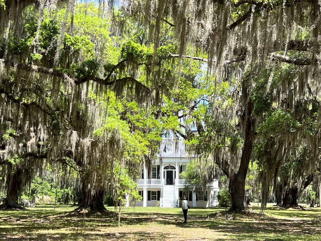 Live oaks and 1828 plantation home, South Carolina by congaree
