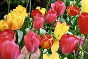 28th Apr 2022 - Tulips 