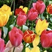 Tulips  by carole_sandford