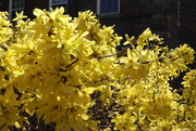 28th Apr 2022 - More Yellow