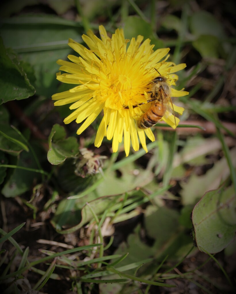 April 22: Dandelion Honeybee by daisymiller