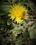 22nd Apr 2022 - April 22: Dandelion Honeybee