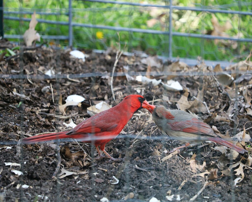 April 28: Cardinals by daisymiller