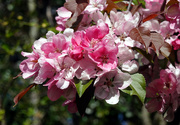 28th Apr 2022 - Blossom