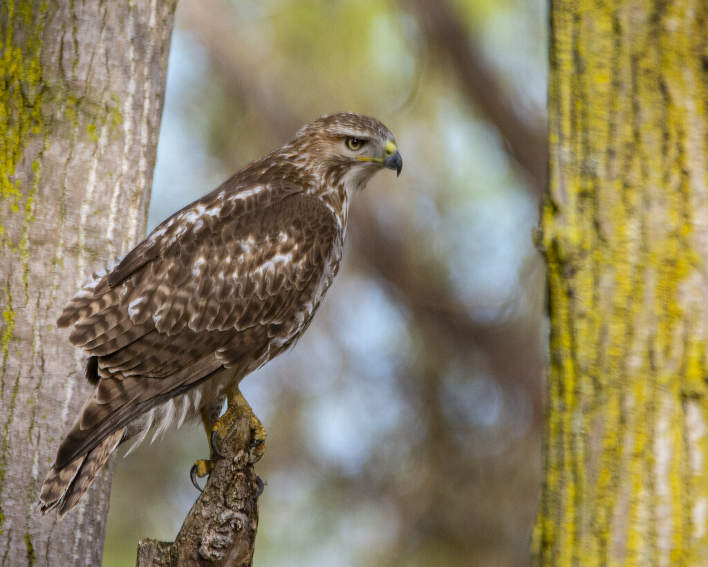 Ambitious Red-Tail Hawk by cwbill