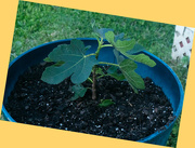 28th Apr 2022 - New fig tree