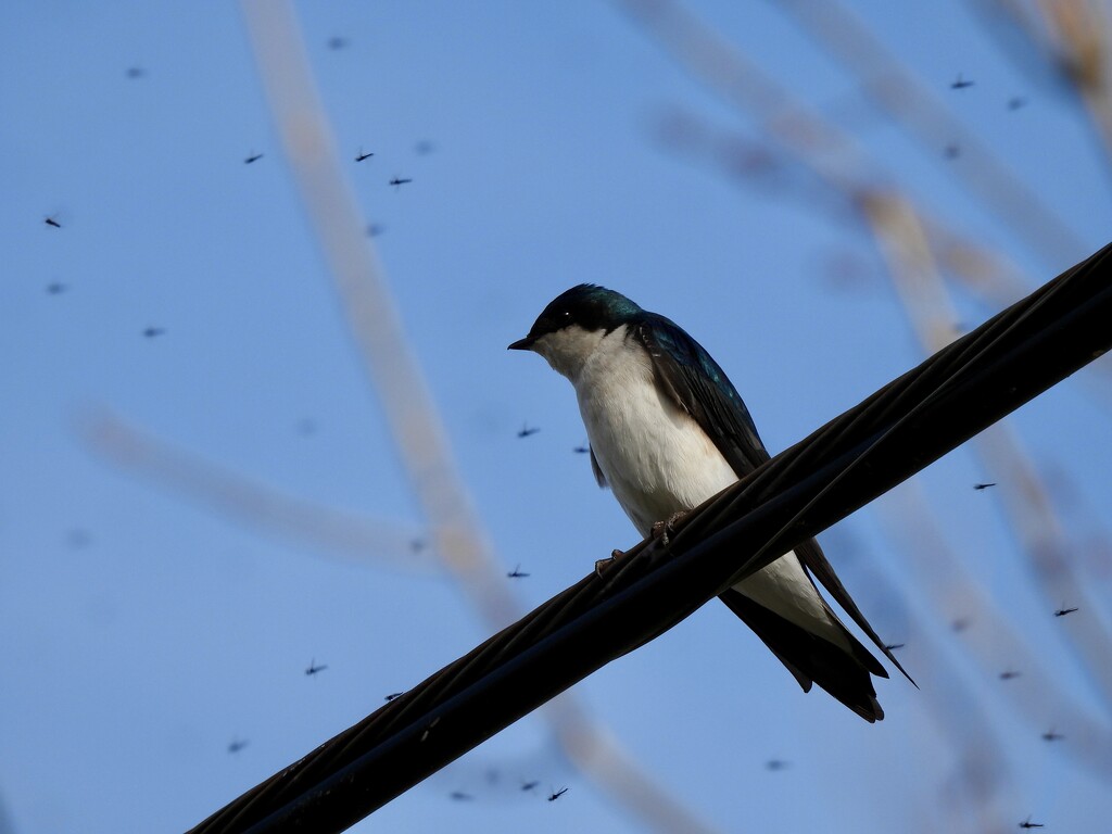 Tree Swallow Surrounded by Midges by frantackaberry