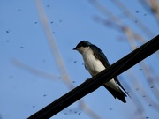 24th Apr 2022 - Tree Swallow Surrounded by Midges
