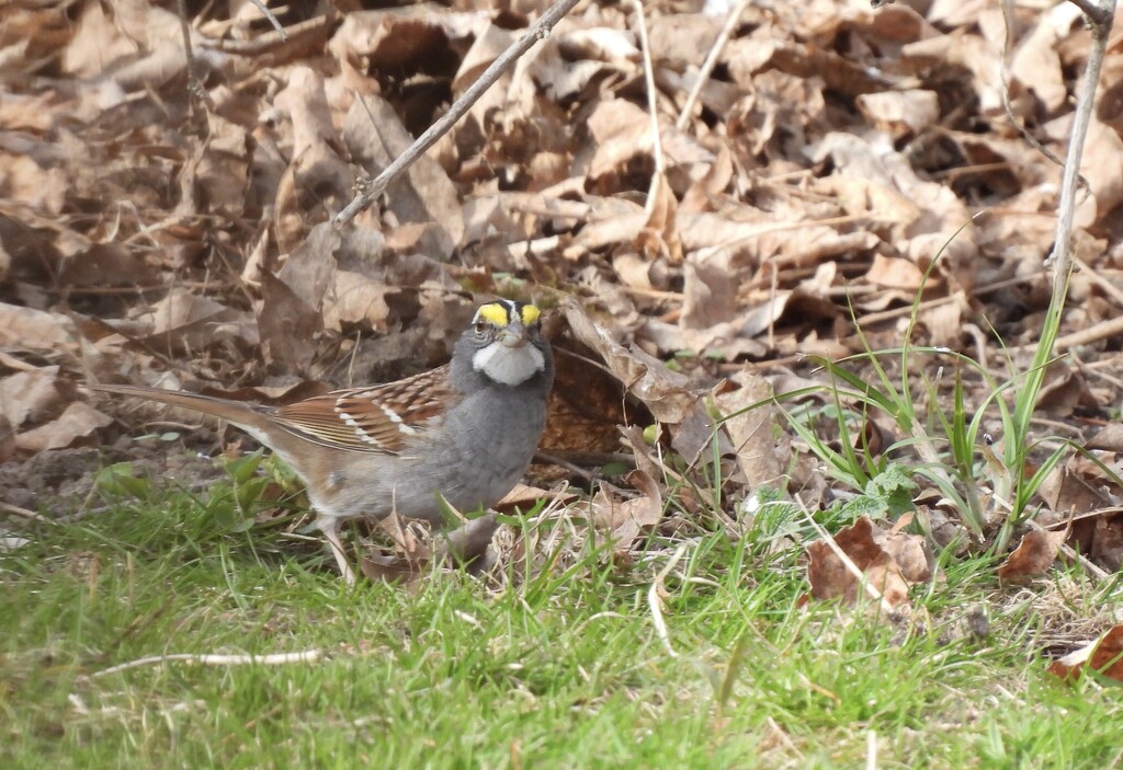 White Throated Sparrow by frantackaberry