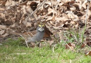 26th Apr 2022 - White Throated Sparrow