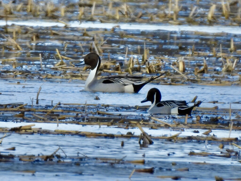 Northern Pintail by frantackaberry