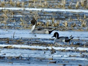 22nd Apr 2022 - Northern Pintail