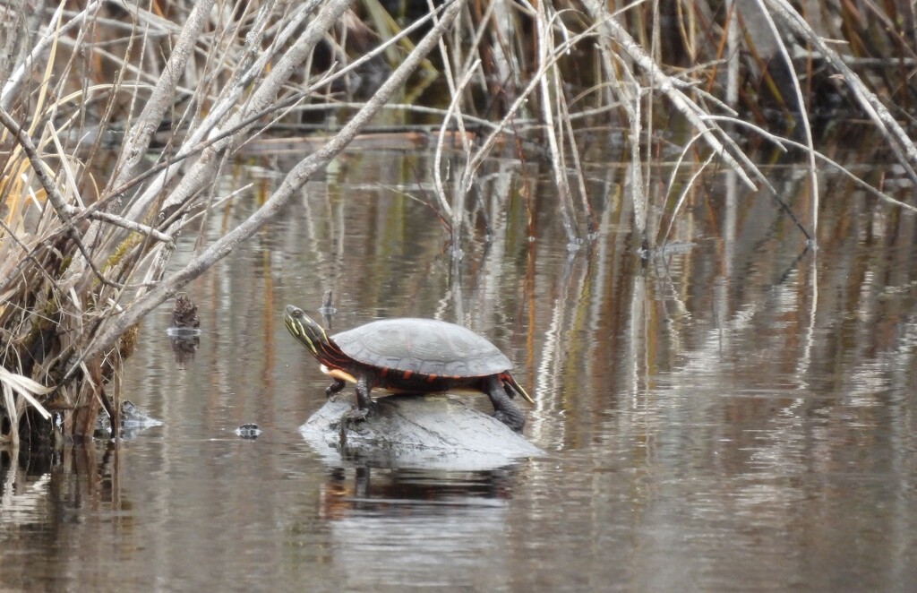 Painted Turtle by frantackaberry