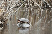 20th Apr 2022 - Painted Turtle