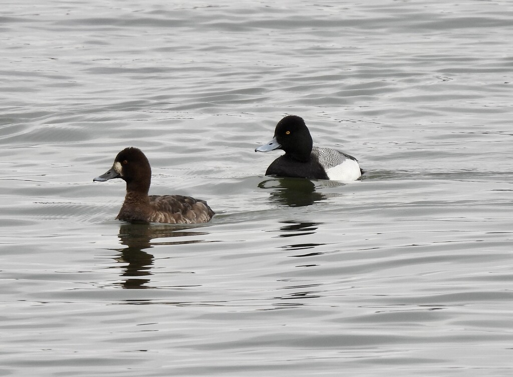 Scaup by frantackaberry