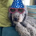 Sassy's 15th Birthday!! by frantackaberry
