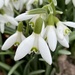 Snowdrops by frantackaberry