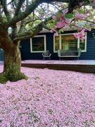 28th Apr 2022 - Cherry Tree Petal Blanket