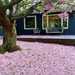 Cherry Tree Petal Blanket by 365canupp