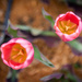 Last of the Tulips by kwind