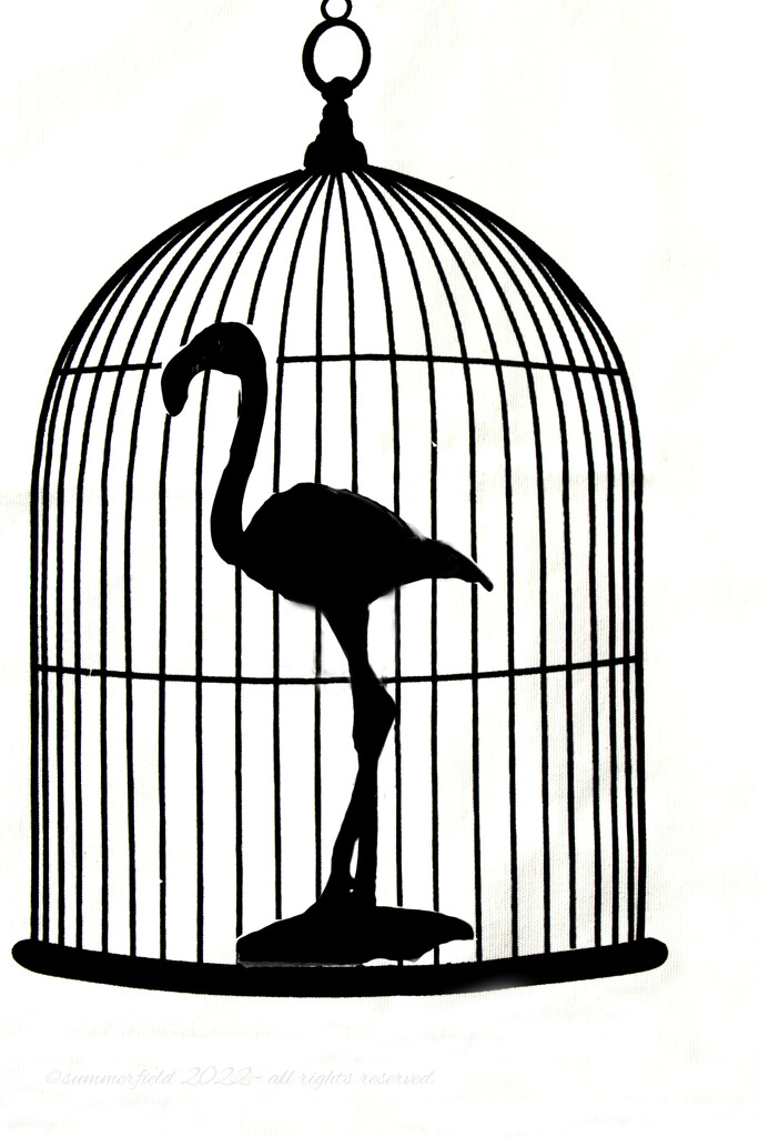 flamingo in a cage by summerfield