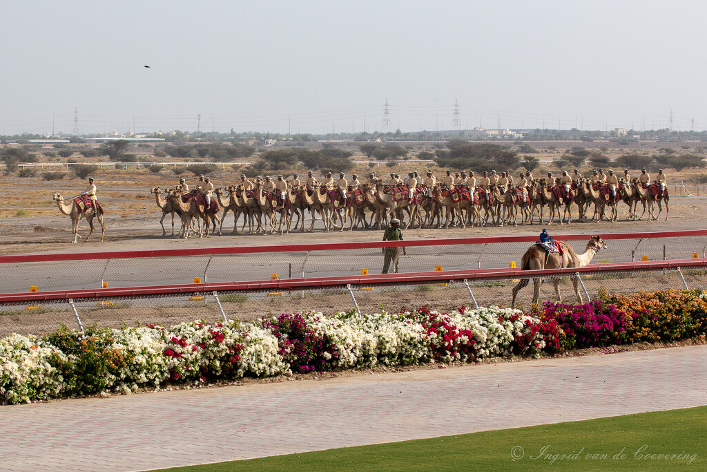 Royal Camel Corps Band  by ingrid01