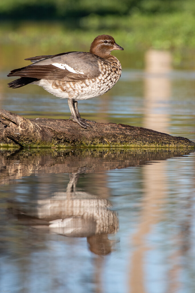 Duck reflection by flyrobin