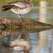 Duck reflection by flyrobin