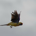Rosella flight by flyrobin