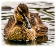 29th Apr 2022 - Duckling