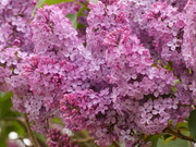 29th Apr 2022 - Lilac in Bloom