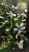 10th Apr 2022 - Painting the light on the dewberry blossoms...